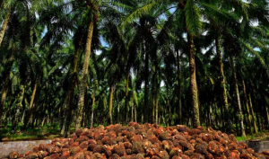 The Future of Palm Oil