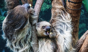 Linne’s two-toed Sloth 