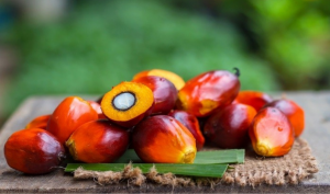 Palm Oil Market