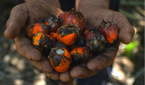 Other Side of Palm Oil