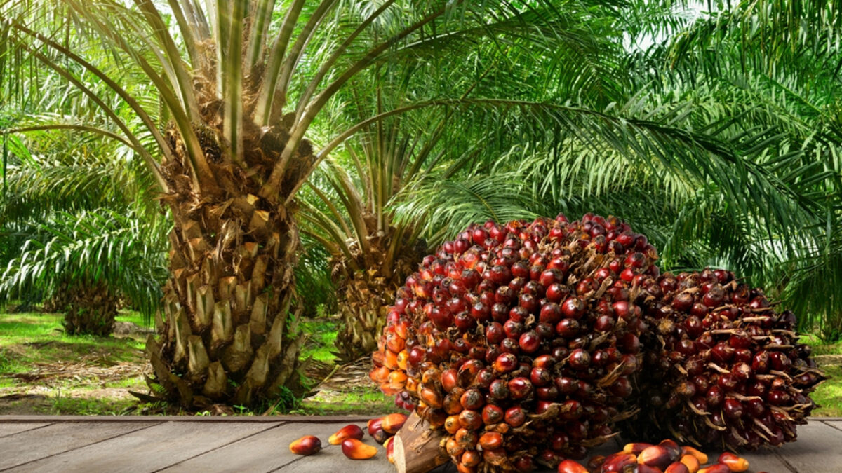 What is palm oil?