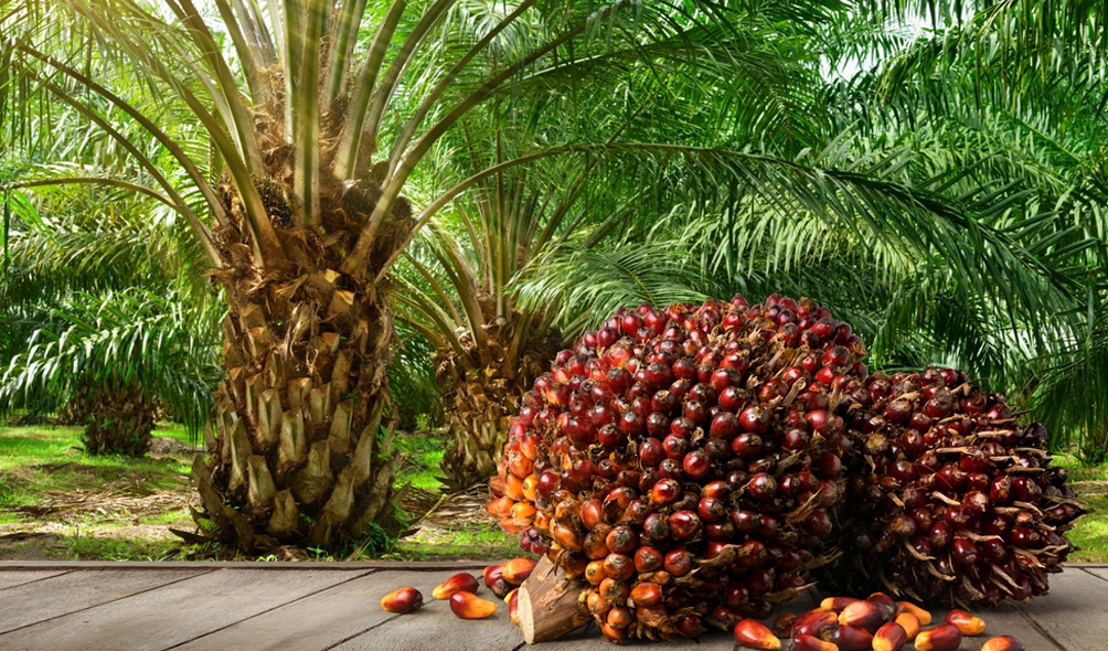 https://palmdoneright.com/wp-content/uploads/2022/10/A-Complete-Guide-for-Palm-Oil-Plantation.jpg